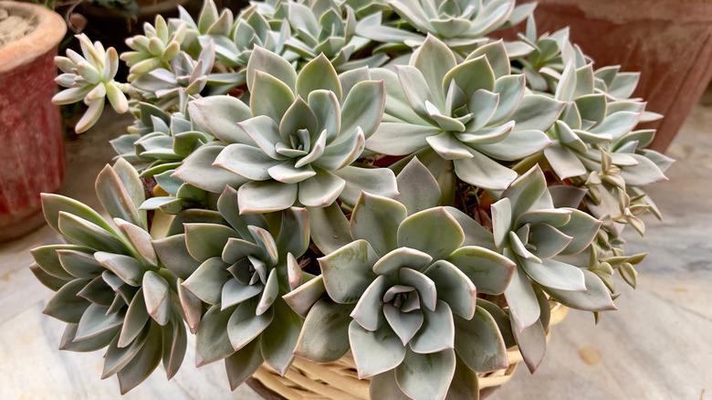 Graptopetalum paraguayense succulent in pot