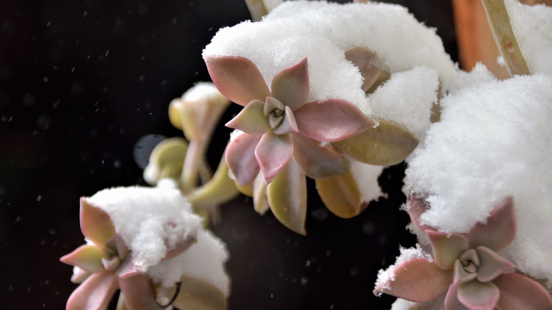 succulent topped with fresh snow