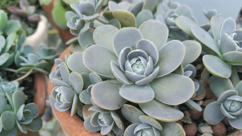 Orostachys boehmeri succulent in pot