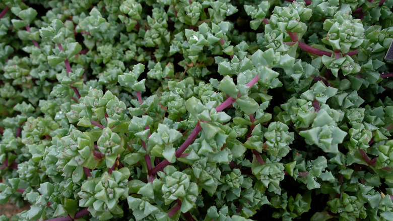 Oscularia deltoides succulent growing well
