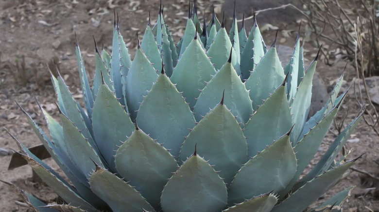 blue-green parry's agave in desert