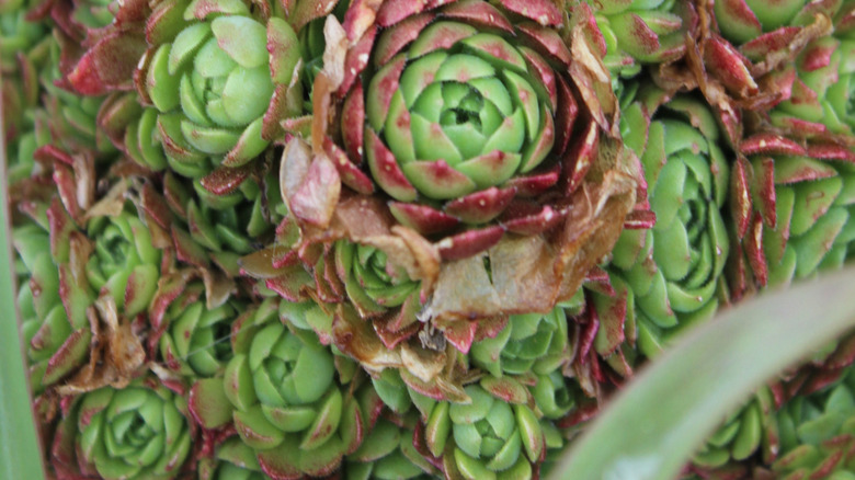 red and green Rosularia platyphylla