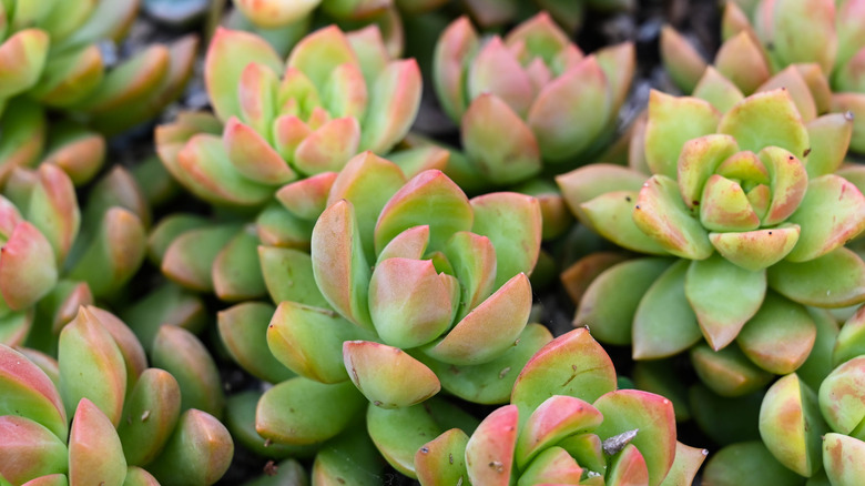 sedum 'golden glow' succulent plant