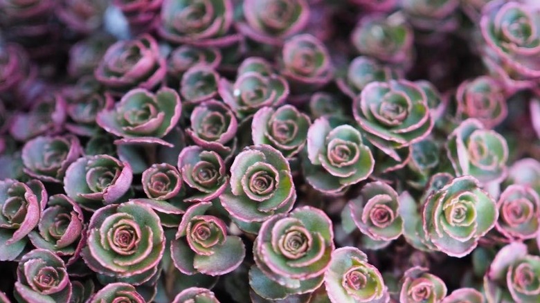 sedum spurium 'dragon's blood' plant