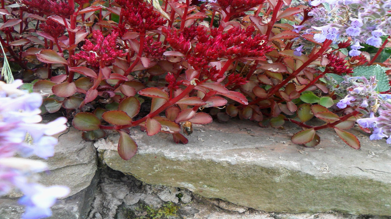red sedum spurium 'voodoo' plant