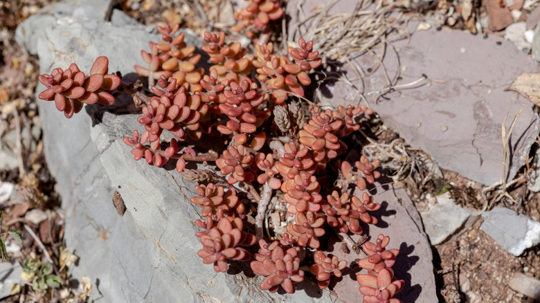 red Sedum stahlii among rocks