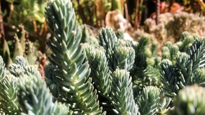 sedum 'turquoise tails' succulent plant