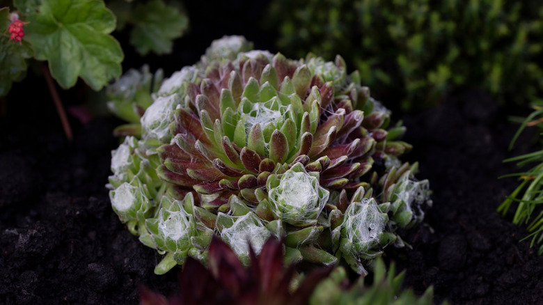 green Sempervivum Arachnoideum succulent plant