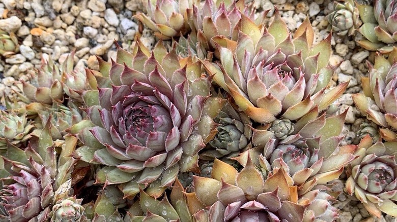 Sempervivum 'Red Beauty' succulent plant
