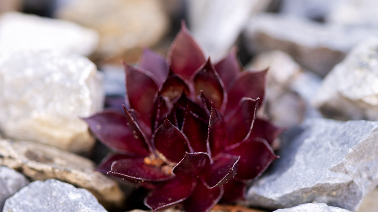 small sempervivum 'red lion' plant