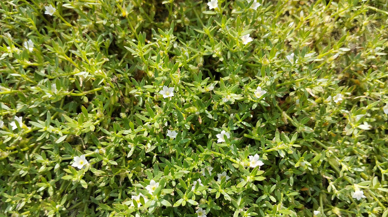 green white stonecrop succulent plant