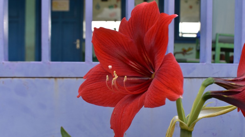 A bright red amaryllis flowers against the windows and purple-painted wall of a home.
