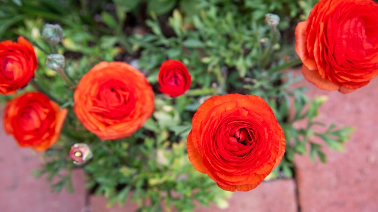 A birds-eye view of some red ranunculus blooms and the plant's leaves below.