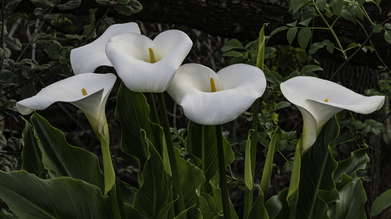 Pure white calla lilies with yellow centers and green leaves in the garden.