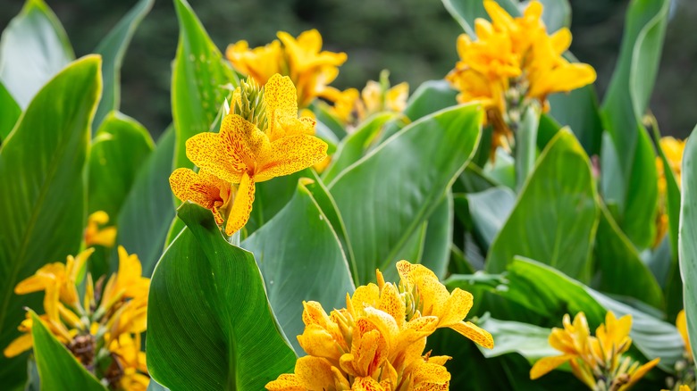 Yellow canna lilies in flower with large green leaves.