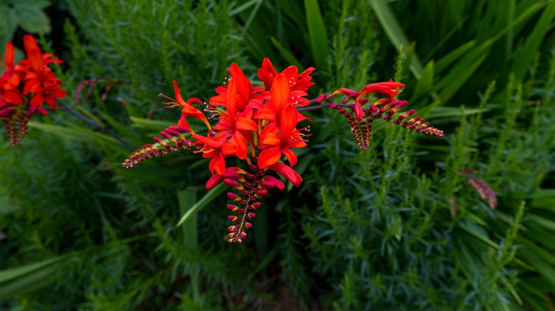 Red-flowering coppertips against some deep green foliage.