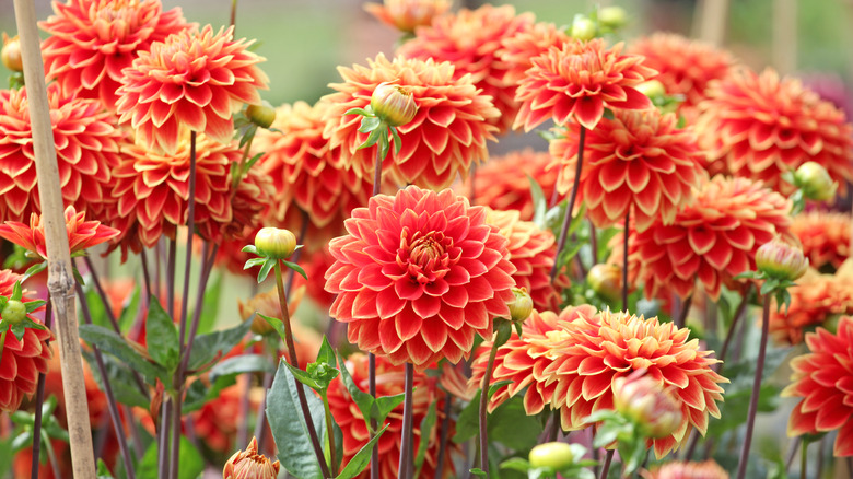 Orange dahlias in full flower.