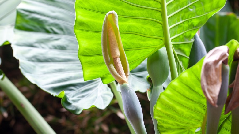 A yellow xanthosoma flower with large leaves behind it.