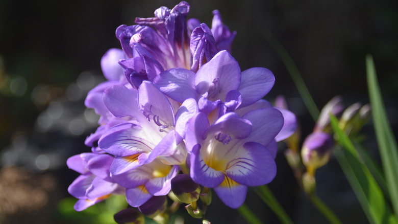 A bunch of purple freesia flowers.