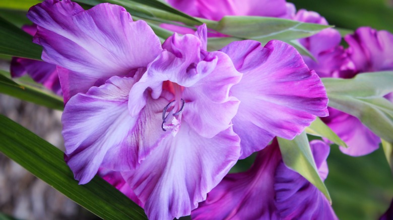 A purple gladiolus flower with leaves in the background.