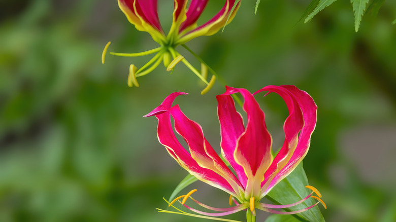Pink, yellow, and green gloriosa lily flowers.