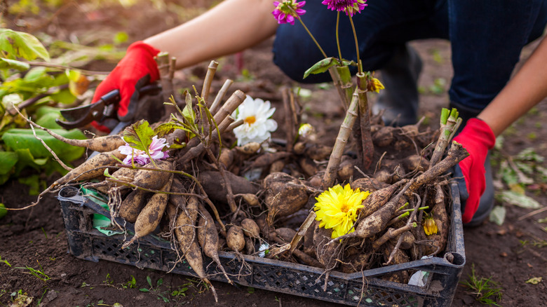 gardener lifting tubers, corms, and bulbs