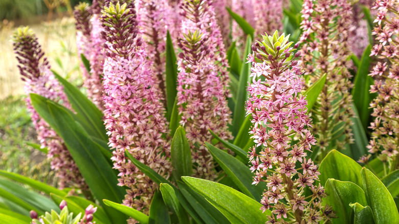 A large cluster of pineapple lilies in bloom in a garden.