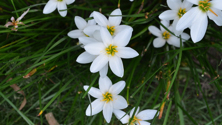 White rain lily flowers and spindly leaves.