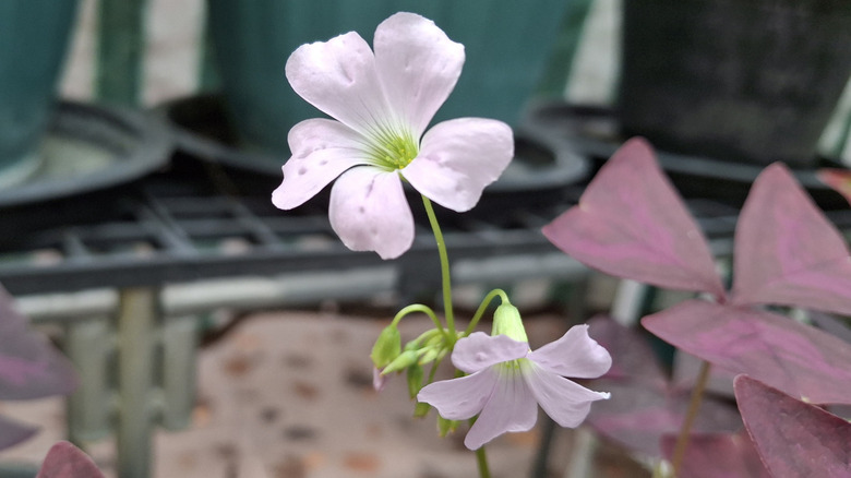 A shamrock flower with red leaves and garden planters in the background.