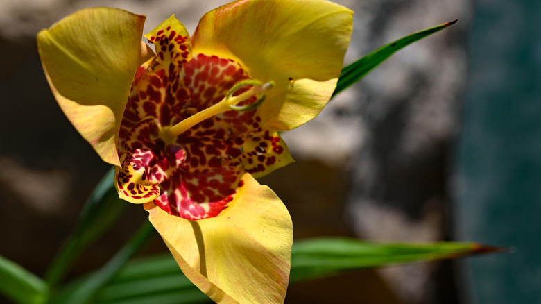 A yellow and maroon Tigridia pavonia flower with a few green leaf spears.