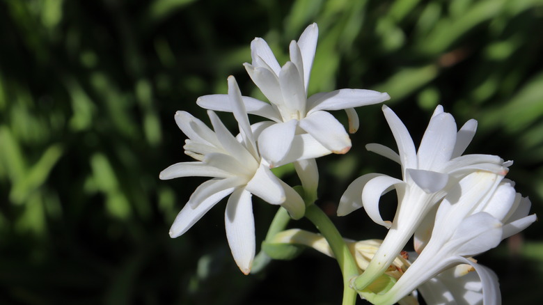 White tuberose flowers blooming against a soft green and black background.