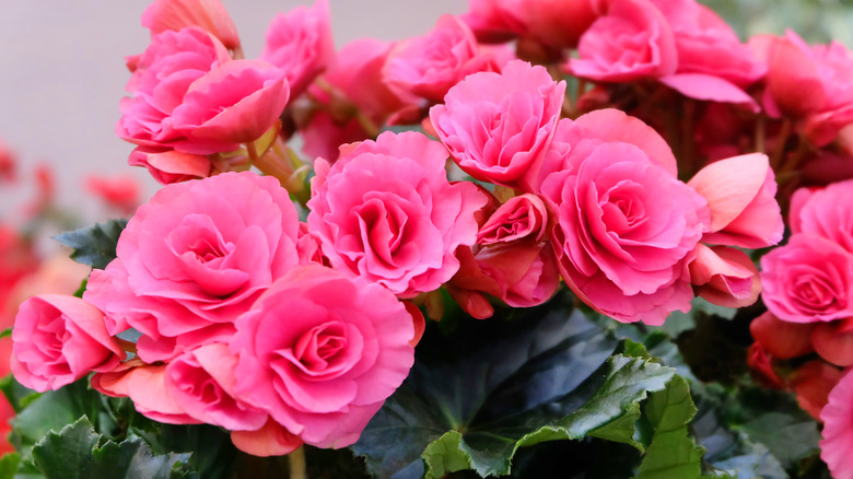A tuberous begonia with lots of pink flowers and dark green leaves.