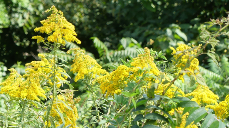 Several clusters of yellow anise goldenrod flowers in the sunlight.