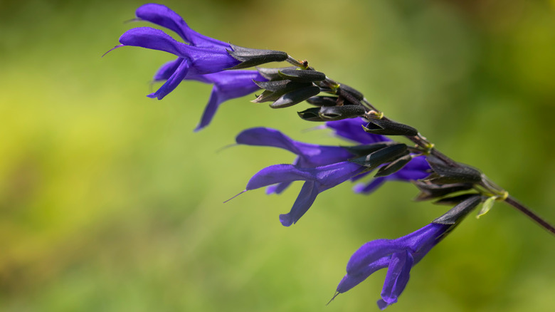 A close up of the deep purple blooms of the blue anise sage.