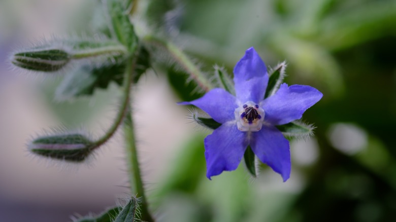 A single bright blue star-shaped borage flower hanging from its stem.