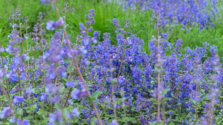 A patch of catnip clustered together, showing off the purple flowers on each plant.