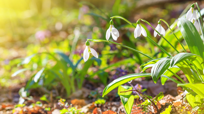 Common snowdrops blooming under the sunlight in early spring.