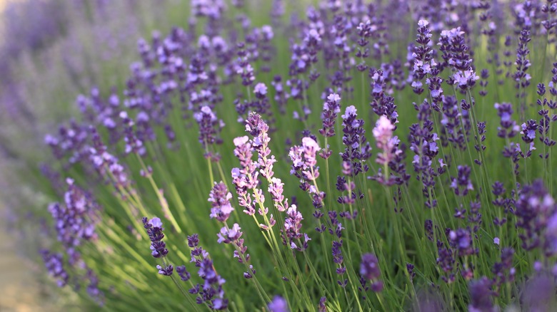 Sunlight cuts across a patch of lavender flowers, illuminating a few of the blooms.