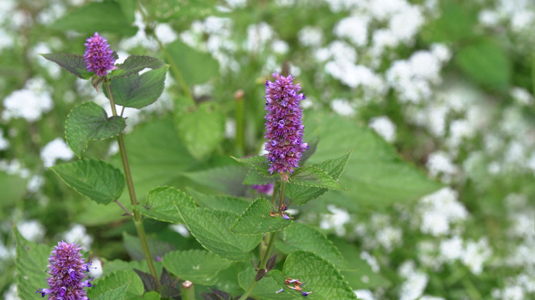 Purple anise hyssop blooms standing above their green foliage.