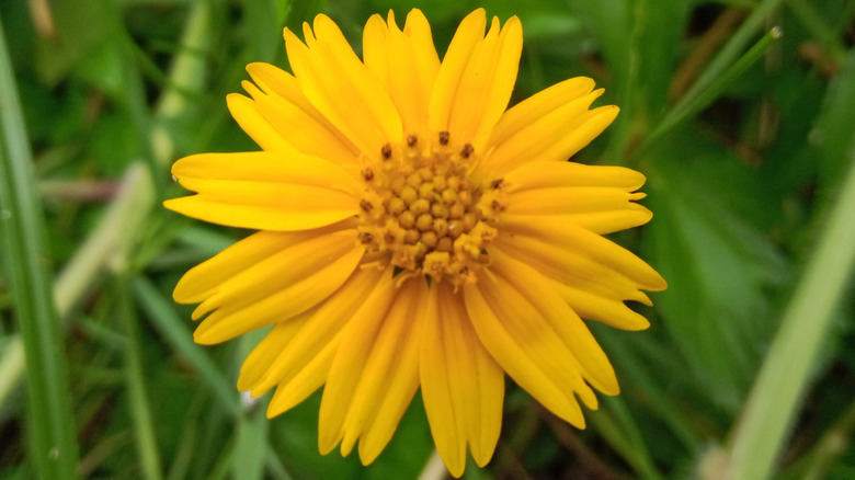 A bright yellow Lanceleaf coreopsis flower in bloom.