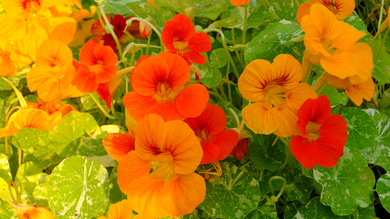 A muddle of orange, gold, and yellow nasturtium flowers crossing over each other on their stems.