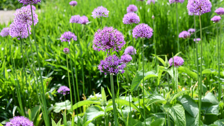 The round head of the ornamental onion flower shows off its many purple blooms.