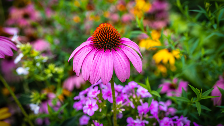 A bright and bold pink Echinacea purpurea with vibrant down-turned petals and orange spikes in the center.