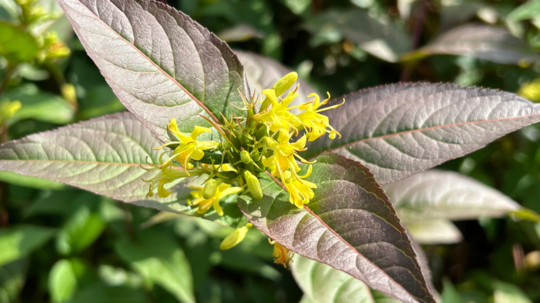 A cluster of southern bush honeysuckle blooming in later summer with reddish-green leaves.