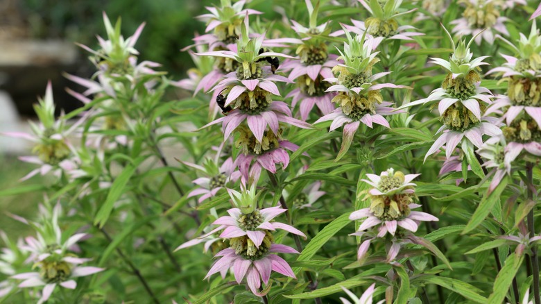 Spotted beebalm's yellow blooms hanging under rows of pink bracts.