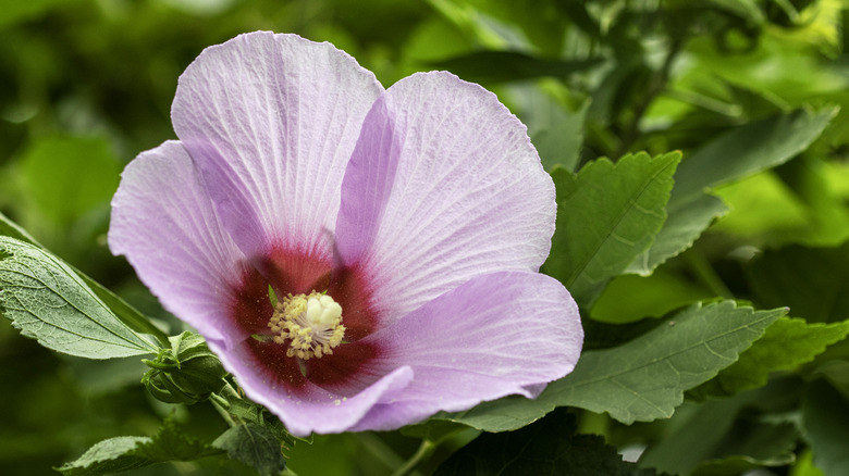 A swamp rose mallow flower with a reddish-pink centre bleeding into its light pink petals.