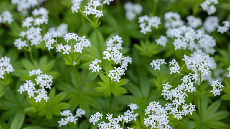 A group of flowering sweet woodruff with tiny, white petals.