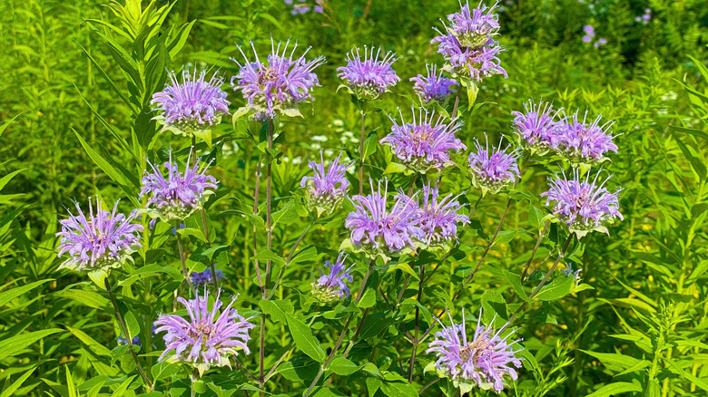 A patch of purple-pink wild bergamot in bloom.