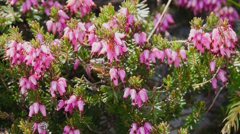 A dense shrub of pink urn-shaped flowers on the winter heath plant.