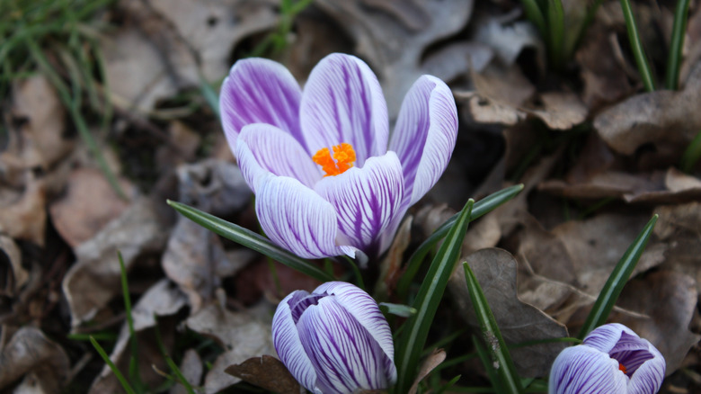 A white and purple woodland crocus flower blooming among dead leaves in the grass.